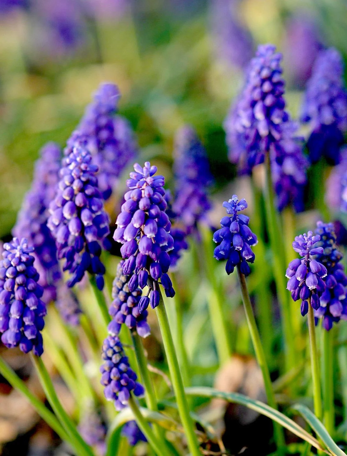 Hyacynth  (Muscari)   SPIRITUAL WORK/EQUALITY