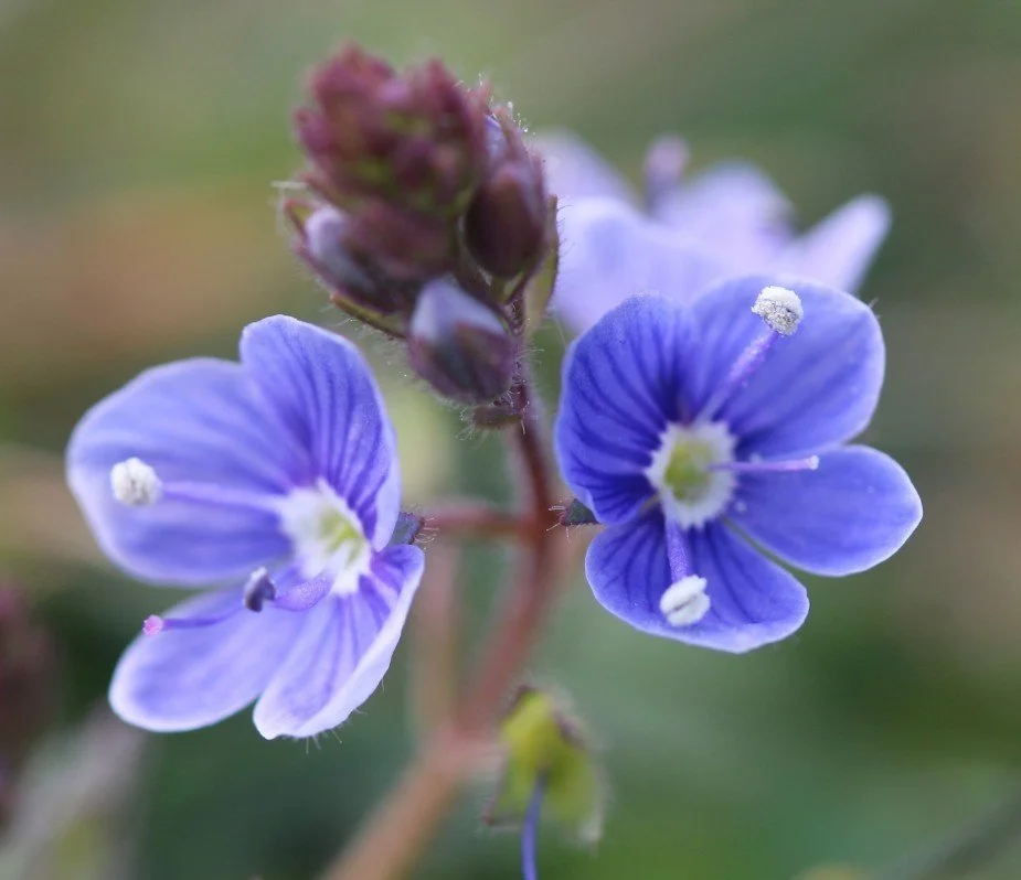 Speedwell (Germandeer)  AWARENESS, GROUNDED