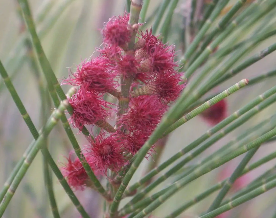 She oak (Casurina)  BALANCING FEMALE