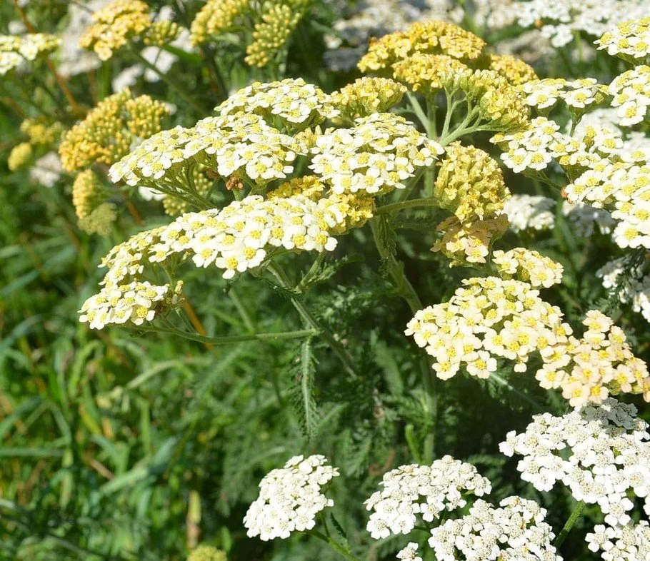 Yarrow (yellow)  PROTECTION -ENERGY/FEELINGS