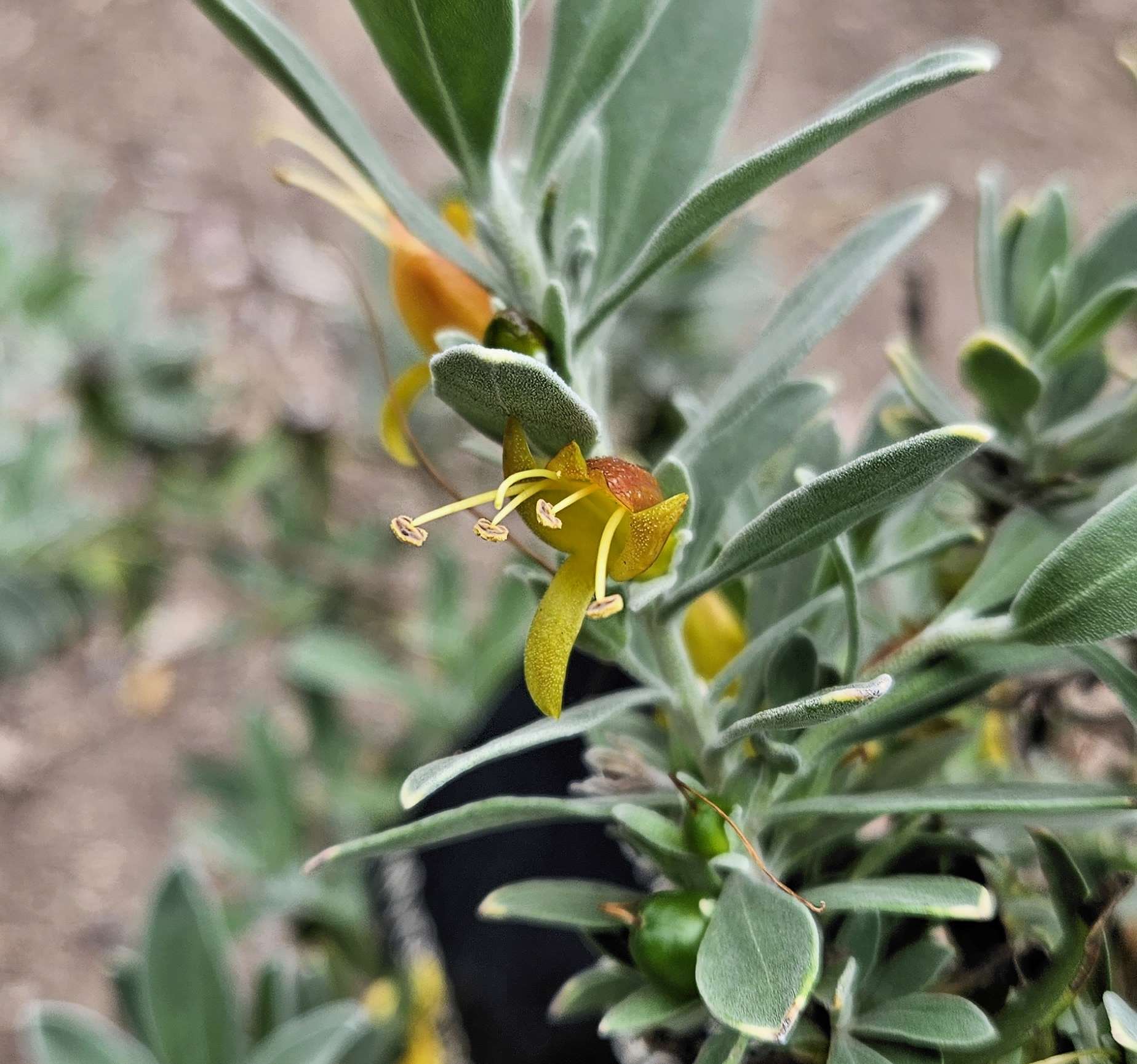 Emu Bush  CENTERING