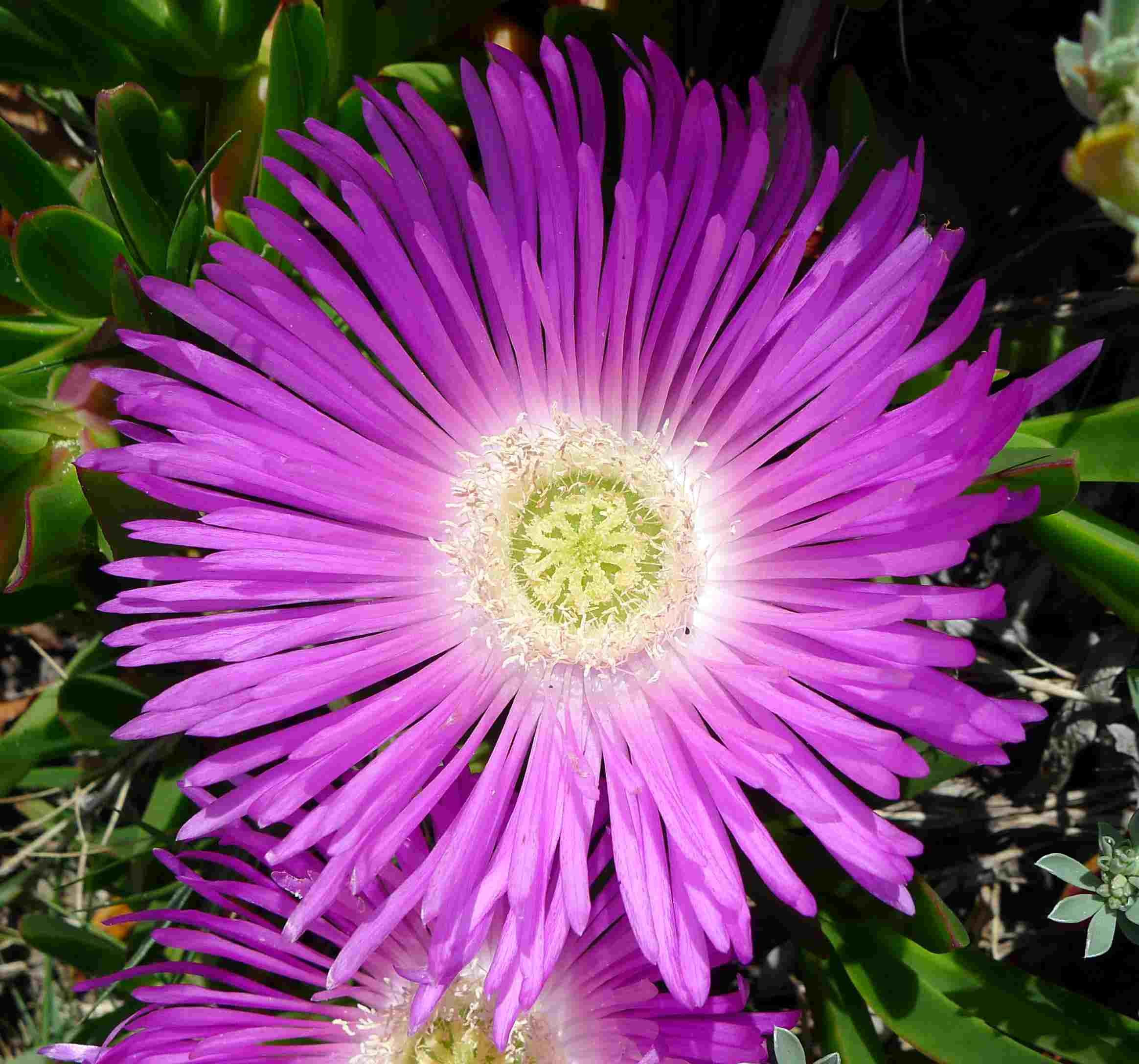 Pigface (pink)   LET GO, FORGIVENESS, COURAGE