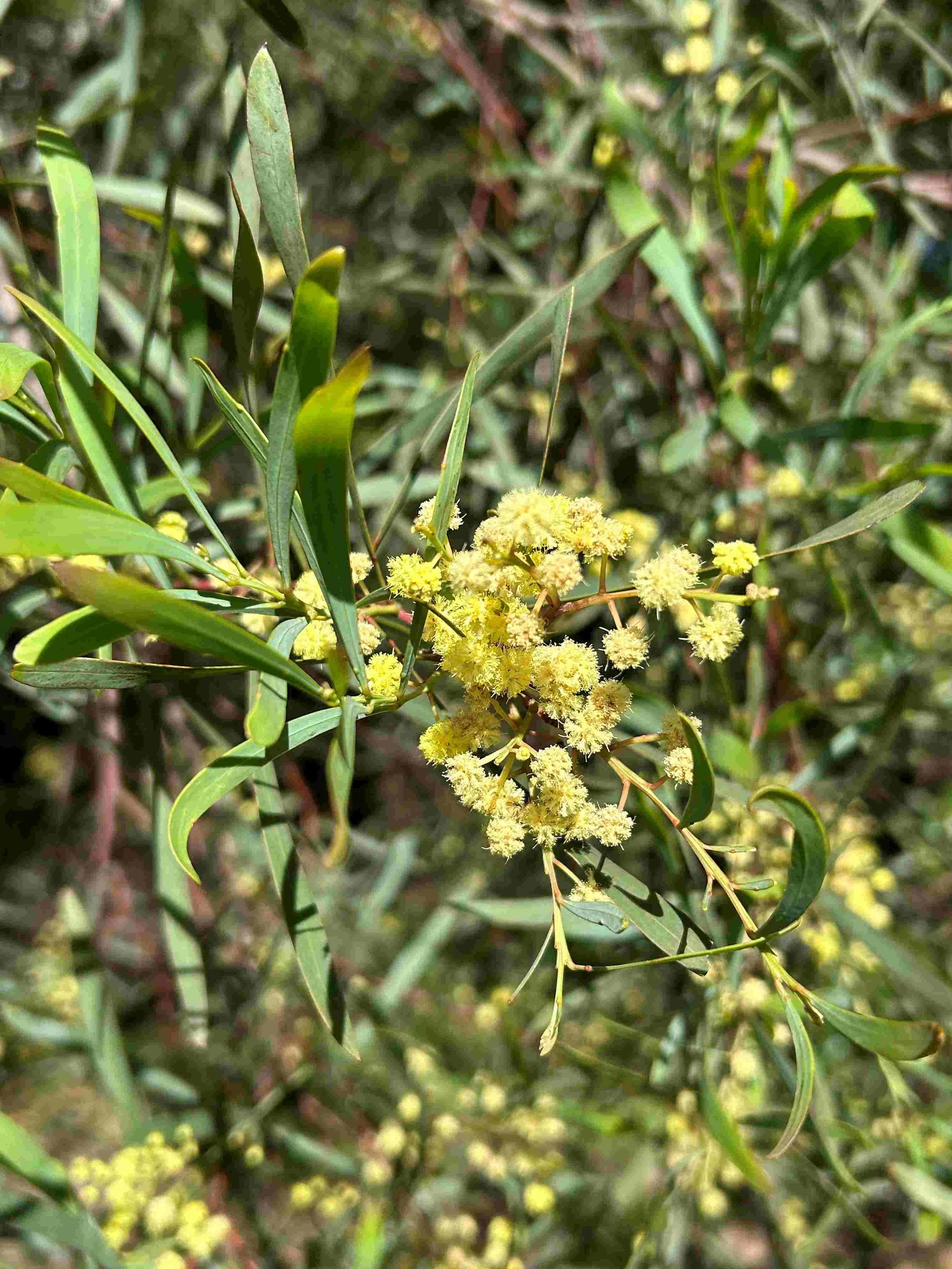 Acacia Implexa   CONNECTION, COMMUNICATION, LOVE