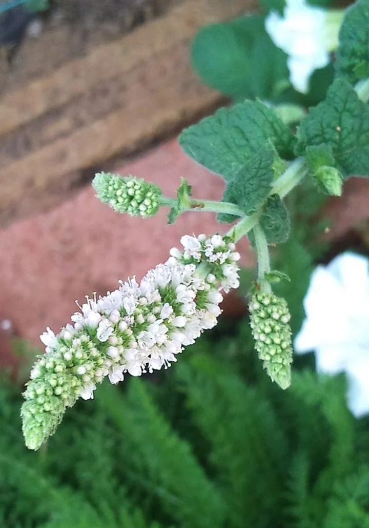 Mint Bush  SMOOTH TRASITION