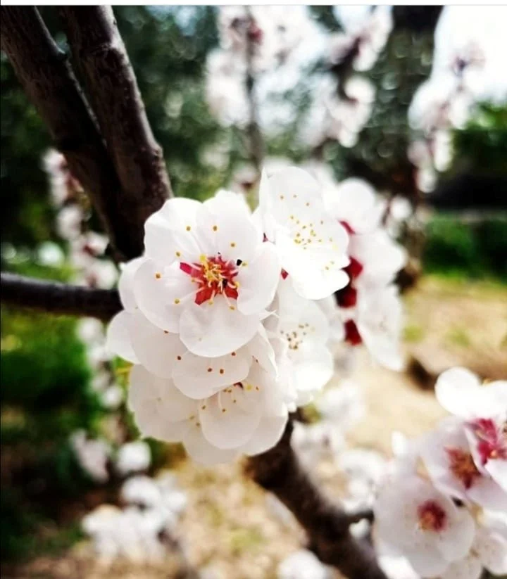Almond Tree   CALM/RESILIENCE   