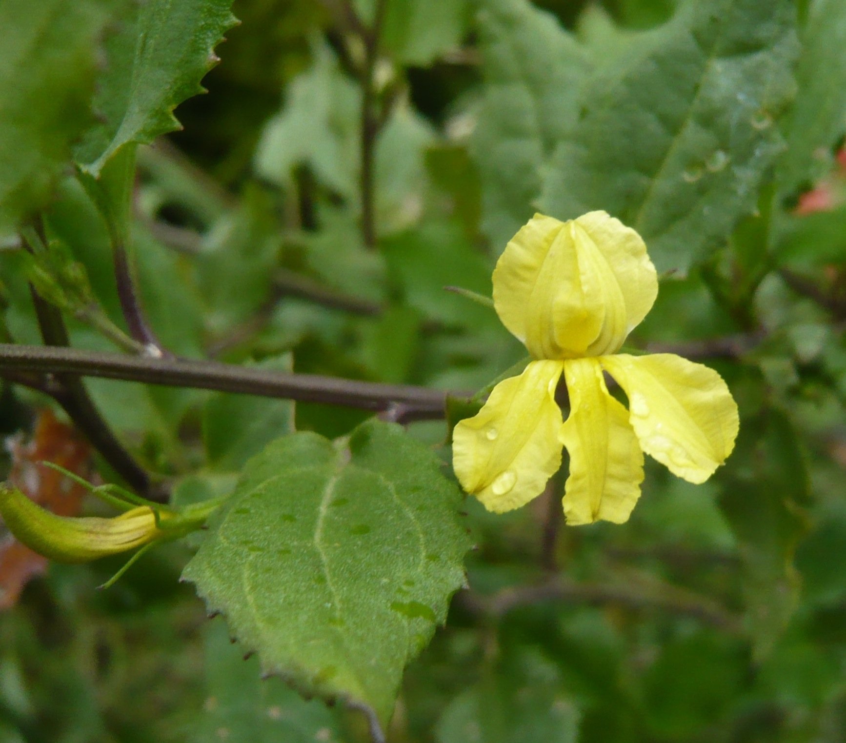 Westringa - BALANCE THROUGH NATURE