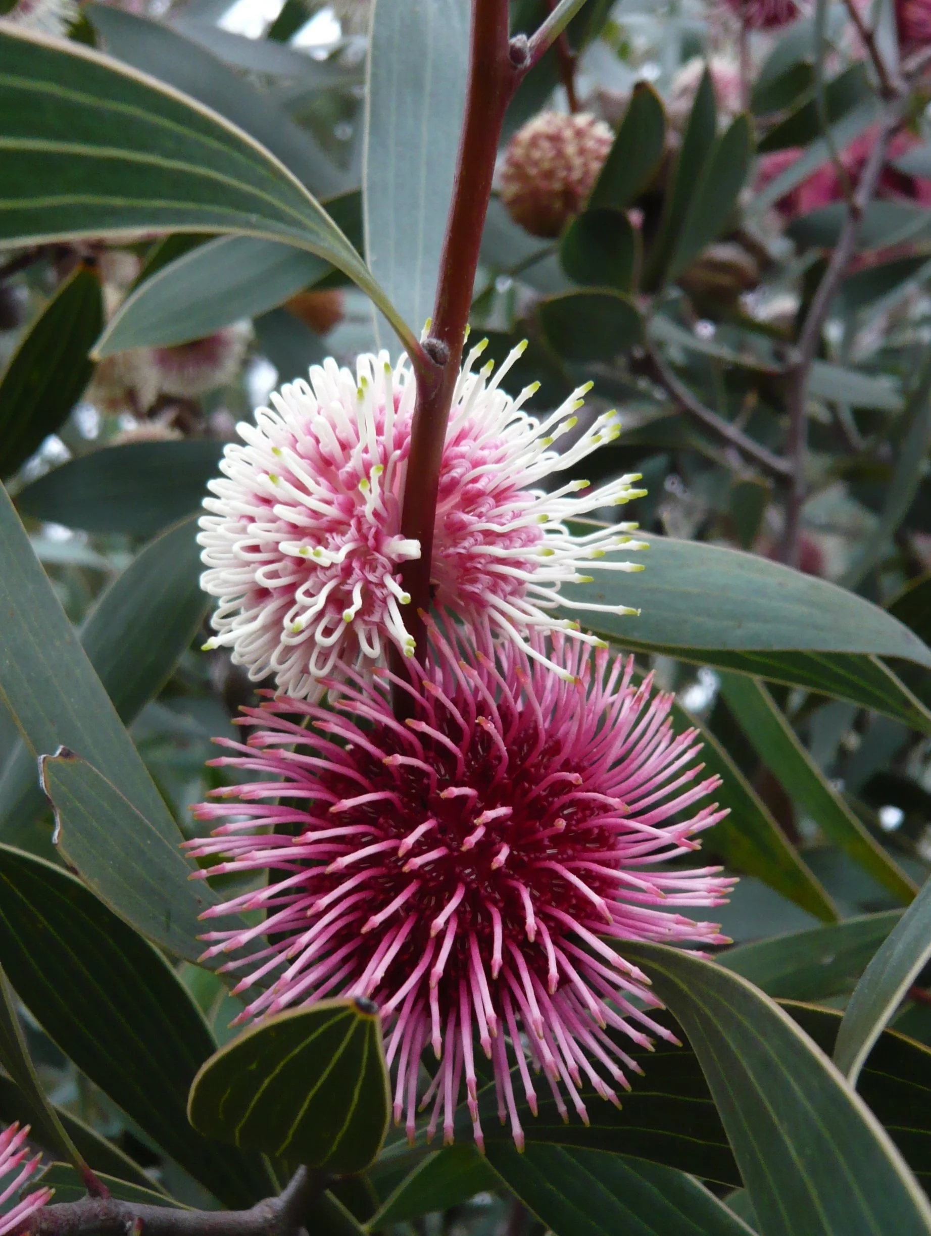 Pin Cushion Hakea  EXPANSION