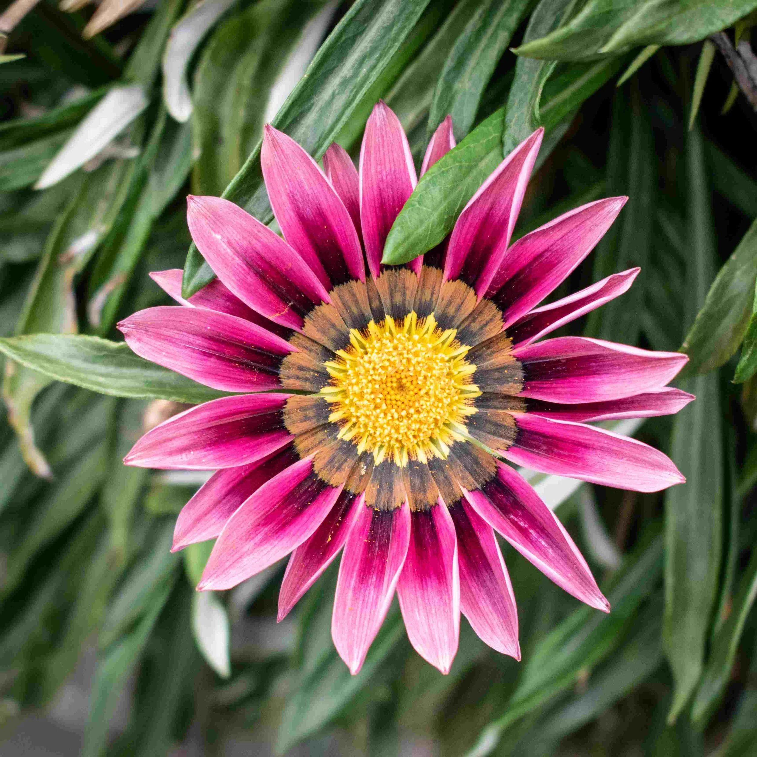 Gazania  CLEANSING