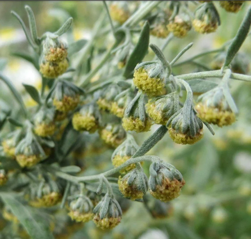 Wormwood  RELEASE FEAR