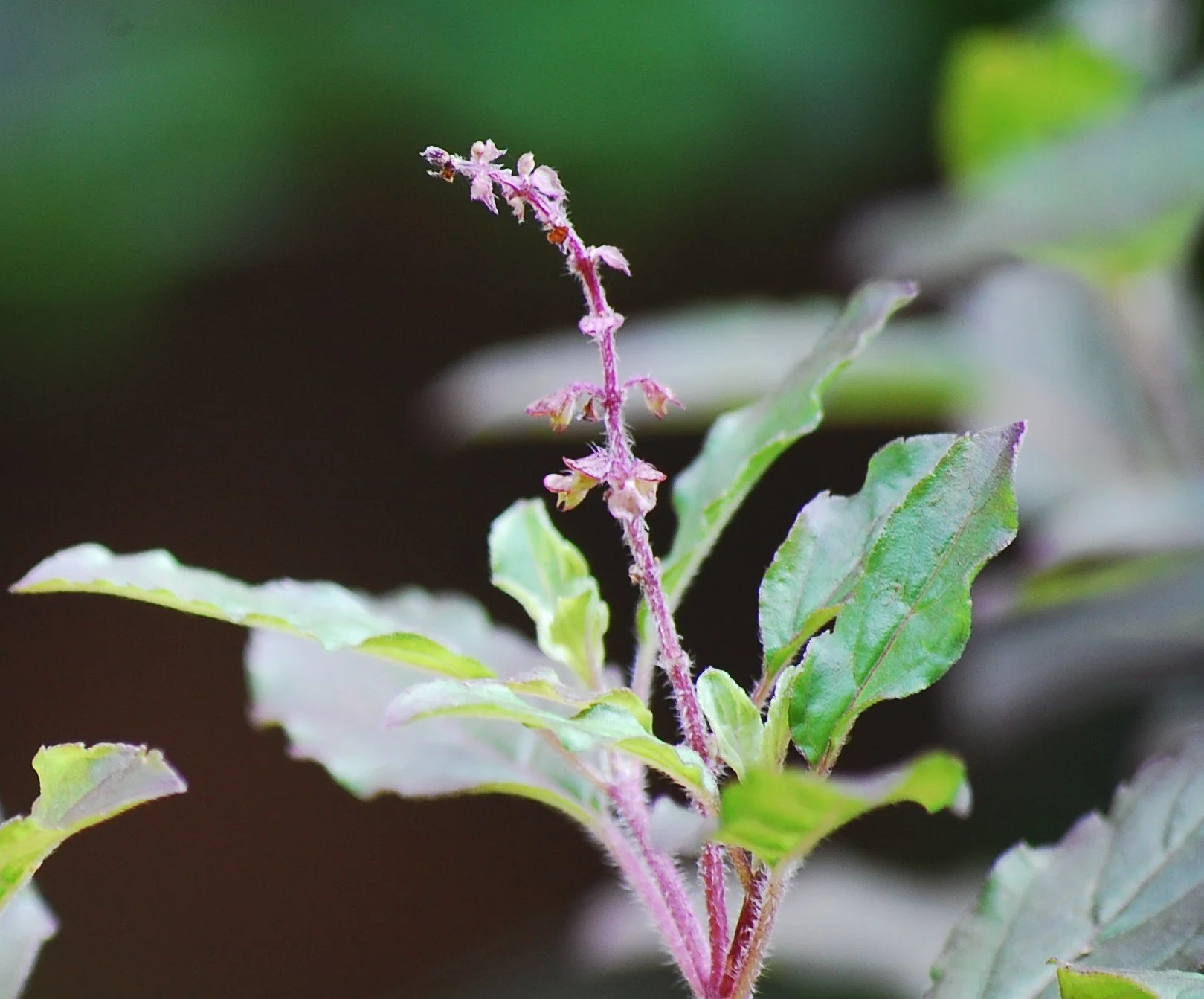 Tulsi (TulasI)   BALANCING, CENTERING, REALIGNMENT