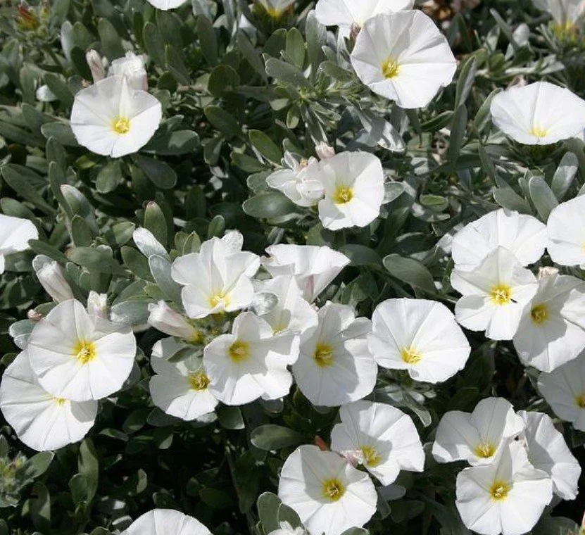 Convovolus   CLOSURES AND NEW OPENINGS