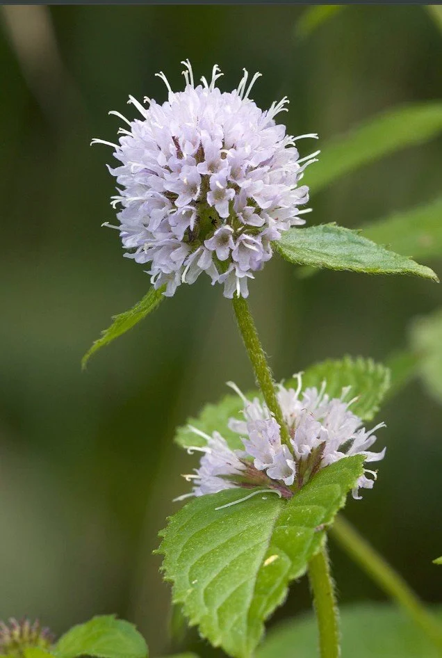 Wild Mint  DISMANTLE OLD WALLS, TRUST, RELATIONSHIPS