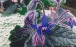 Borage    CALM, ENTHUSIASM