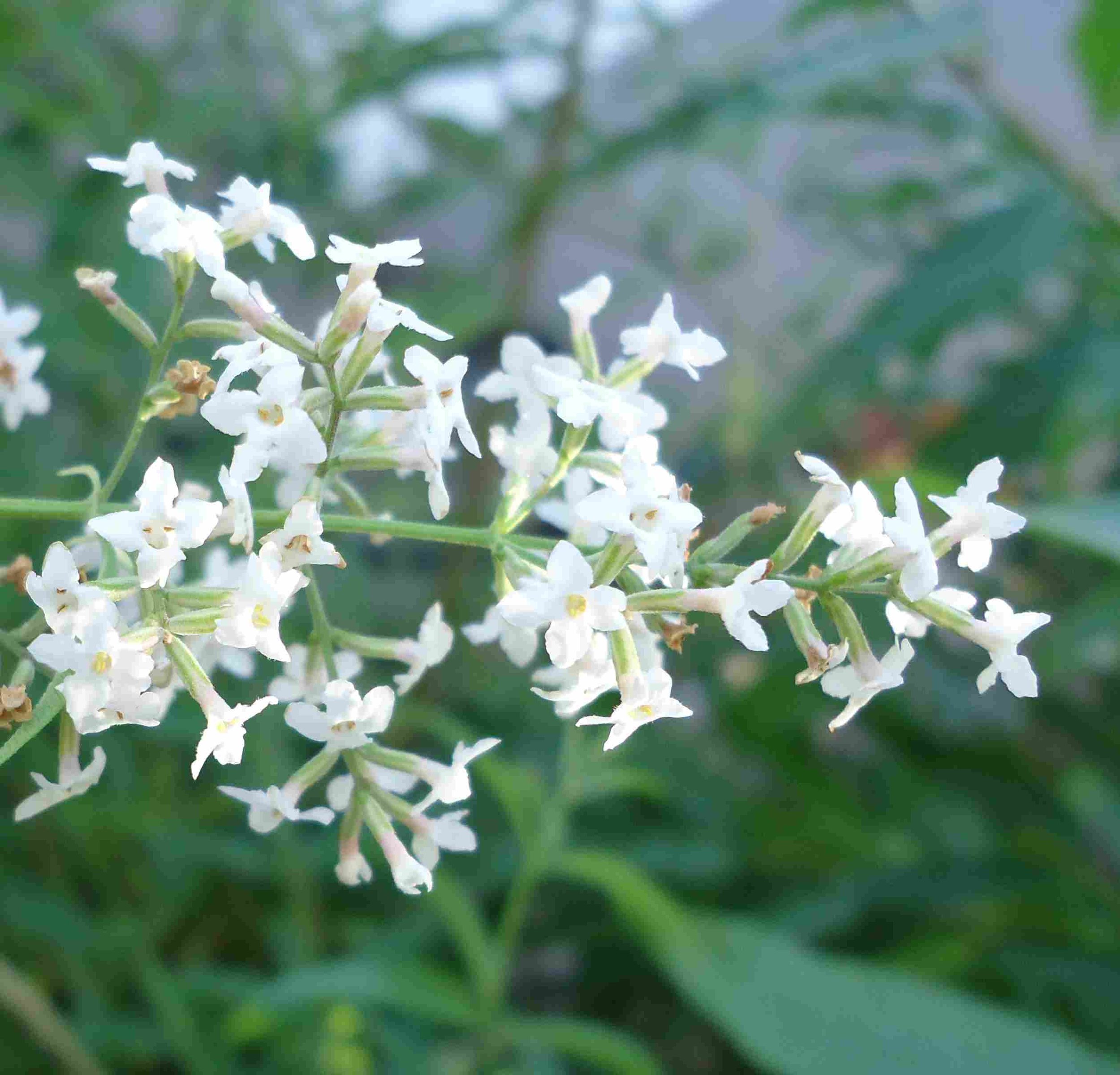 Lemon Verbena  WISDOM, JOY, MOTIVATION