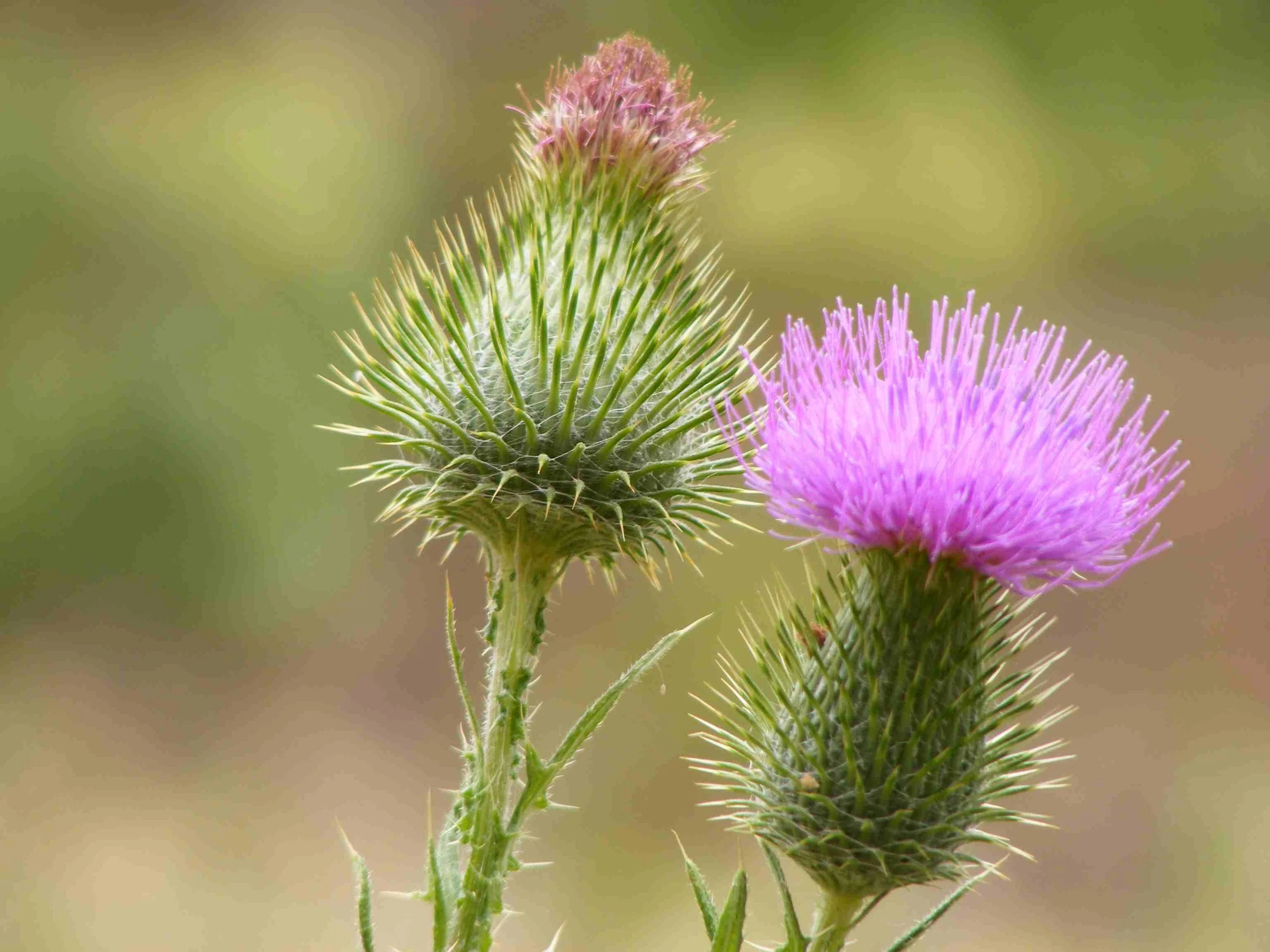 Bull Thistle   HEALING THE PAST
