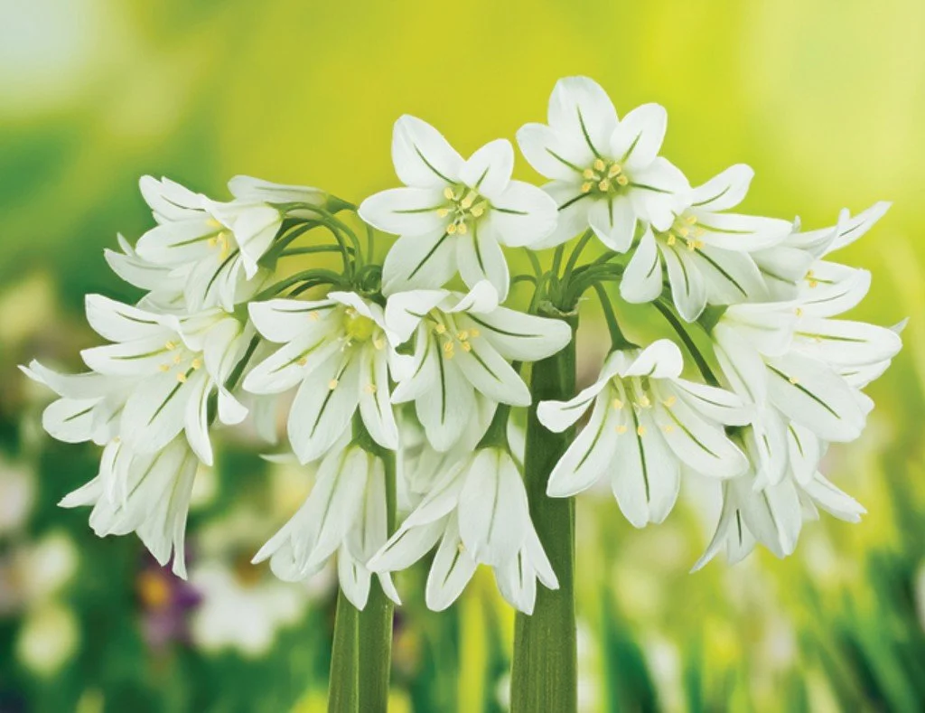 Onionweed  SELF FORGIVESS AND ACCEPTANCE