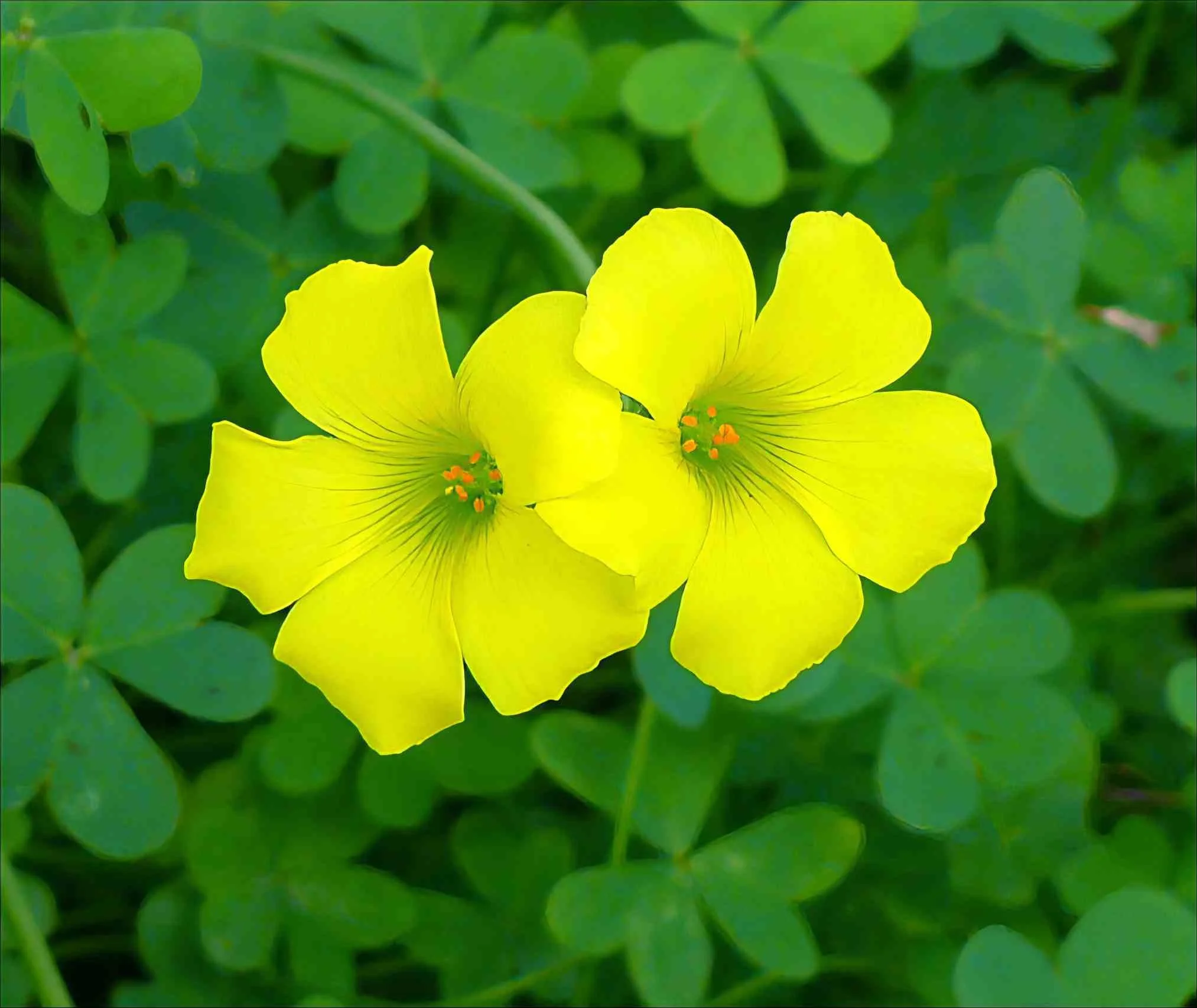 Oxalis   RESURRECTION