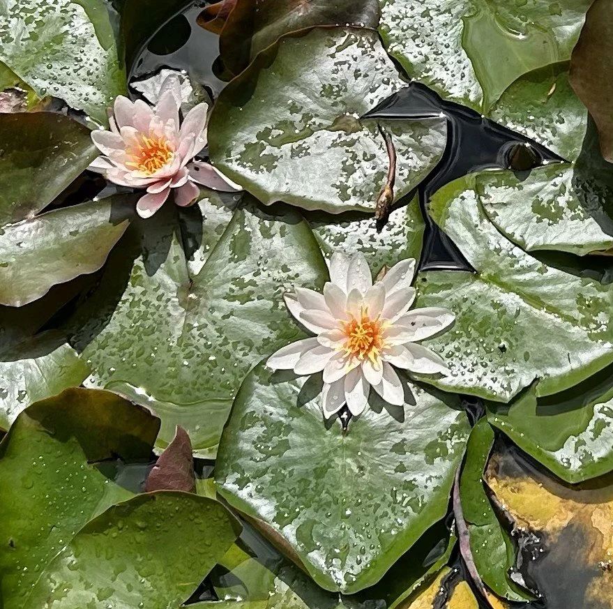 Lotus   BLISSFUL ALIGNMENT