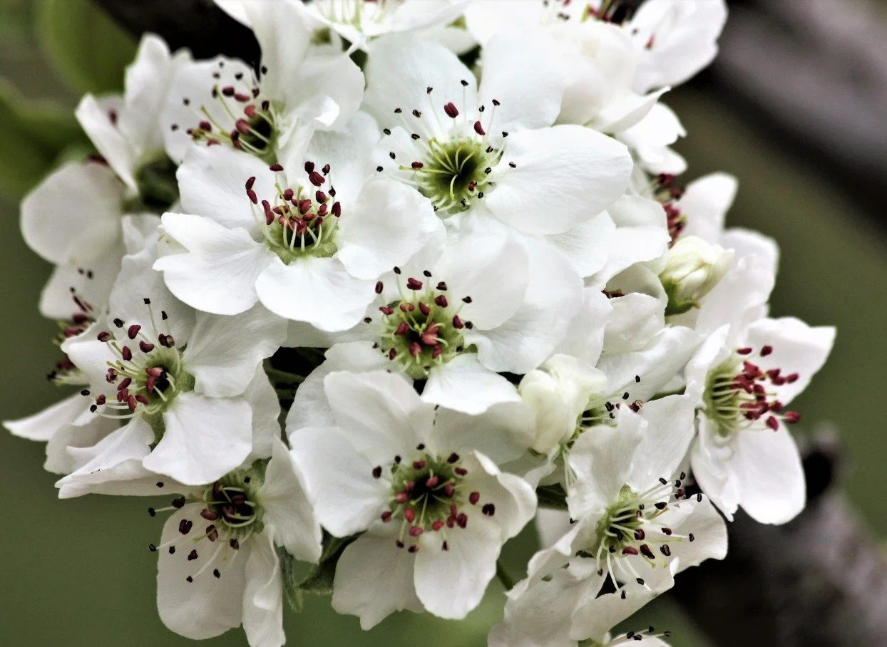 Pear  I AM THE STRONG ONE -THE COLLECTIVE