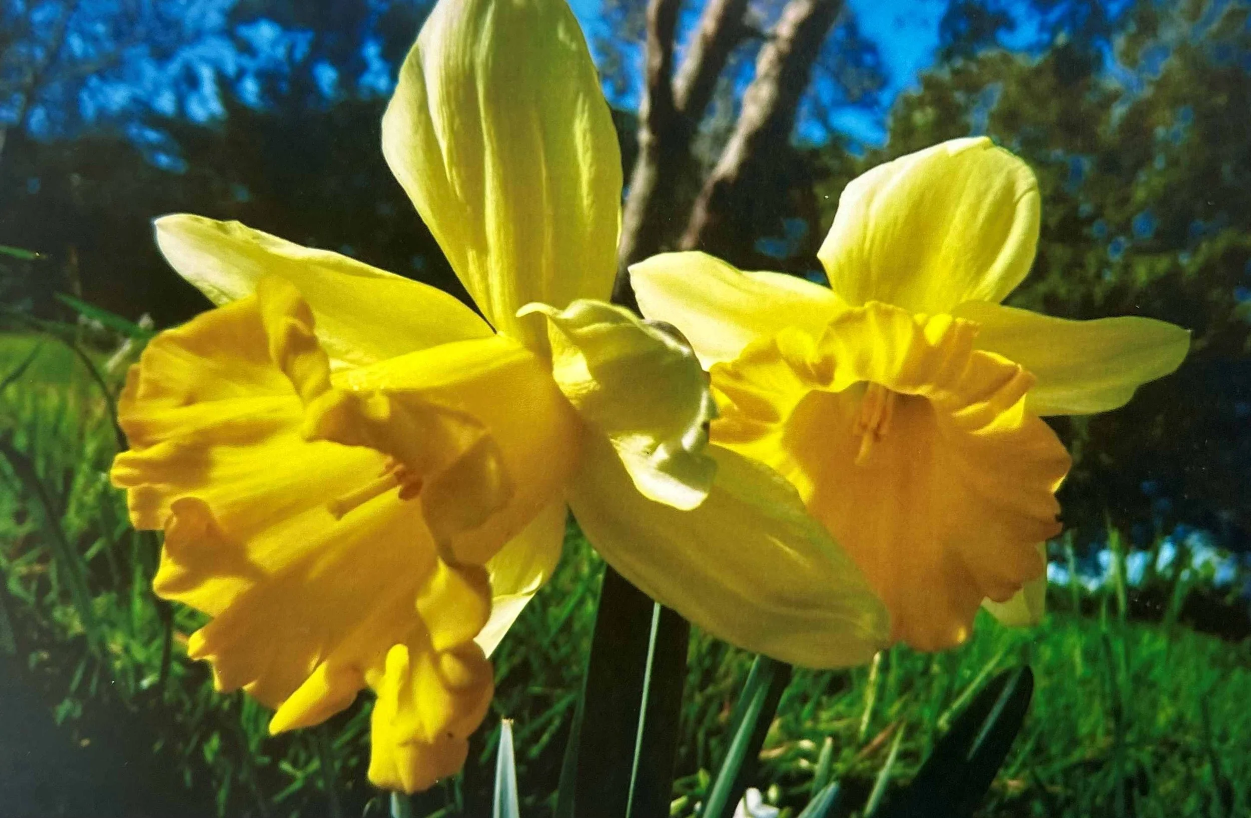Daffodil   JOY, SURRENDER, REFLECTION