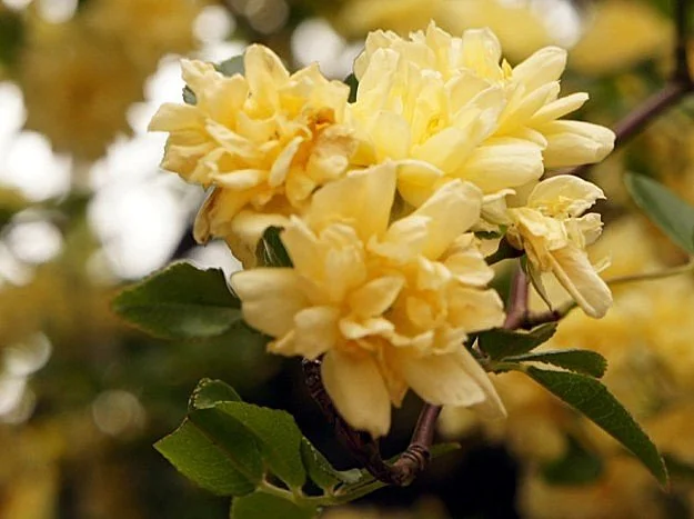 Banksia Rose   LOVE