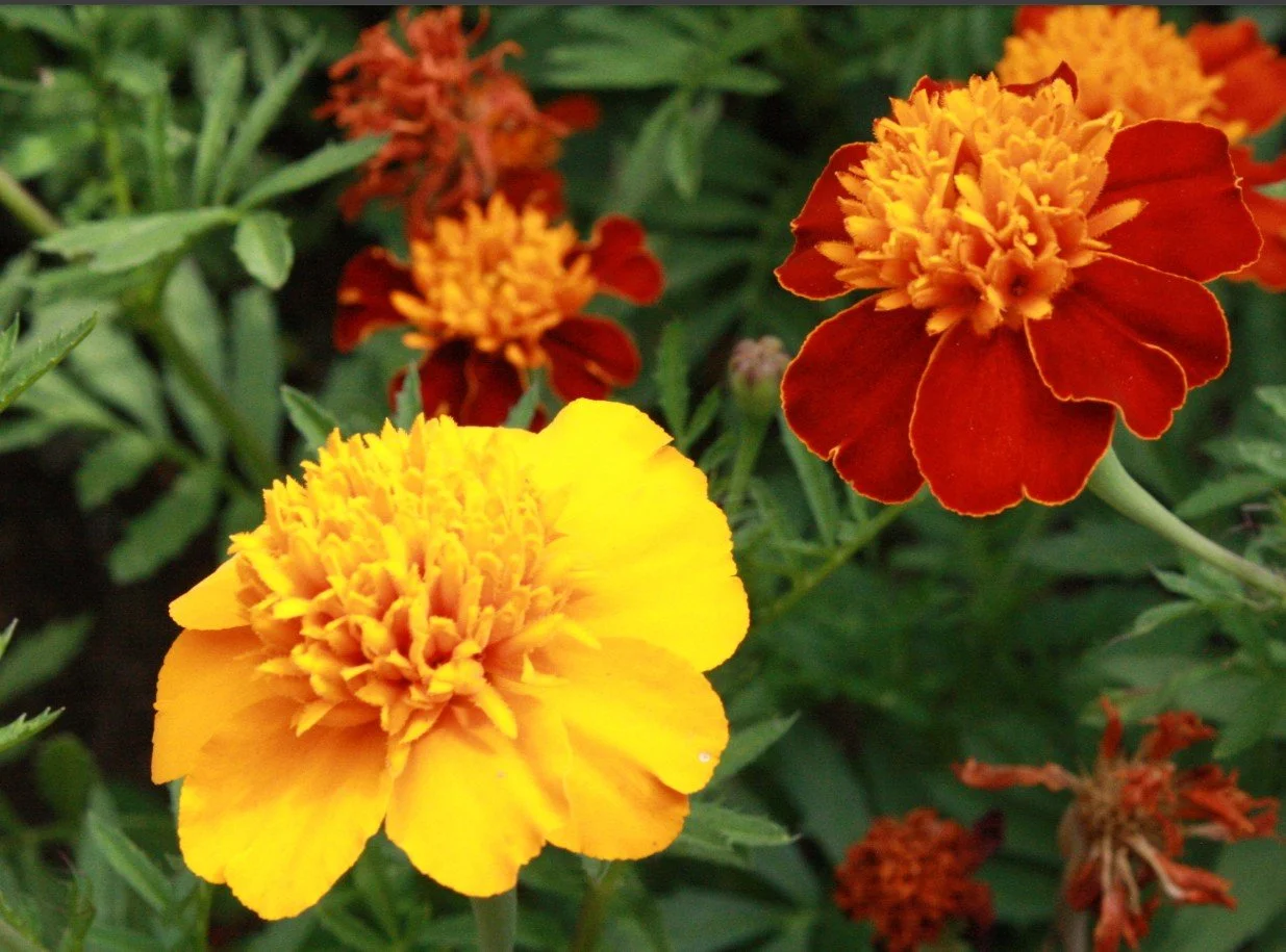 Marigold  LONGETIVITY, POSITIVITY, DEVOTION