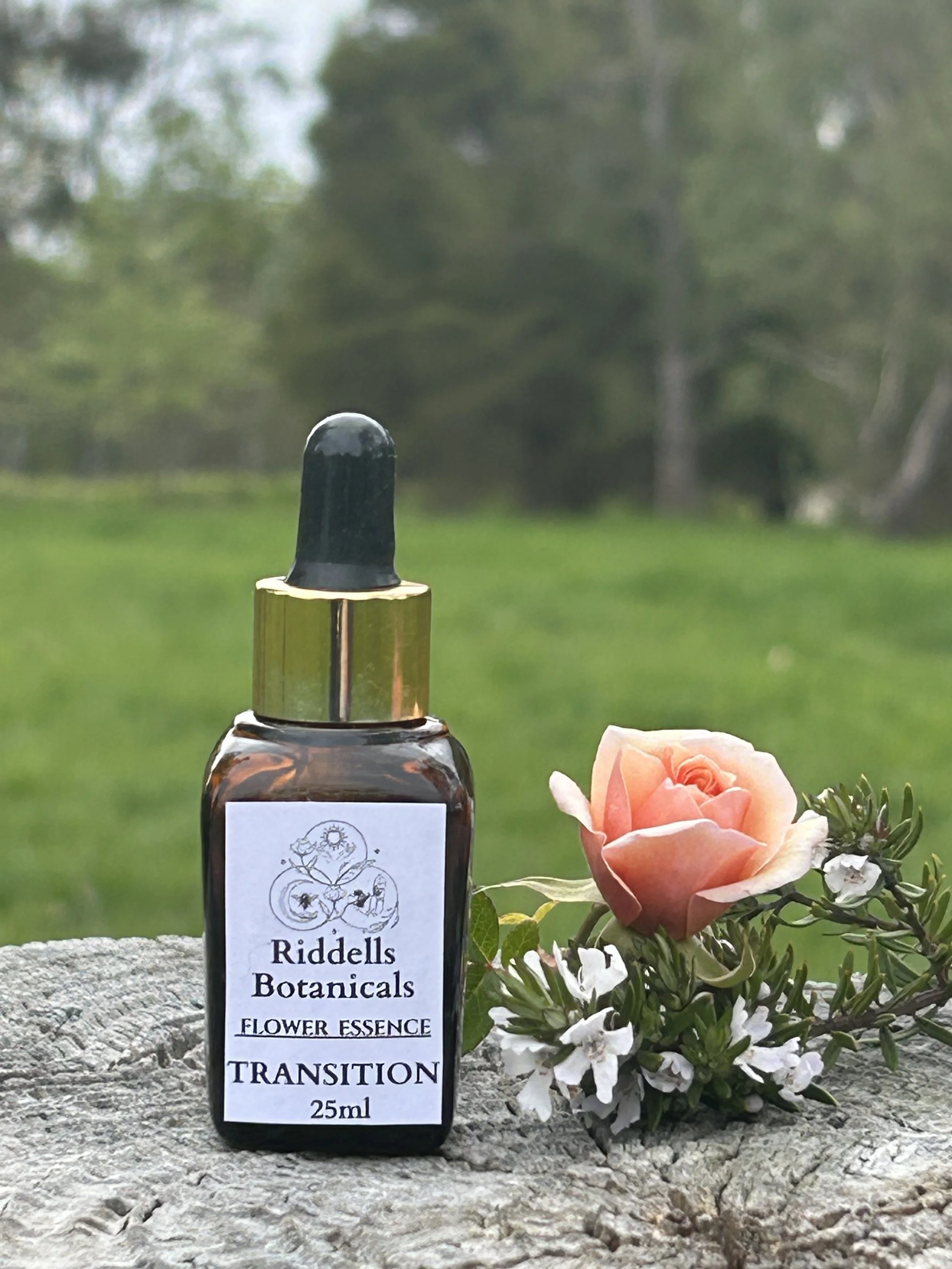 Transition  ADJUSTING TO LIFE CHANGES, TWIST AND TURNS