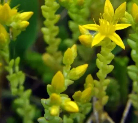 Sedum  TEAM PLAYER, ANCHOR ENERGY