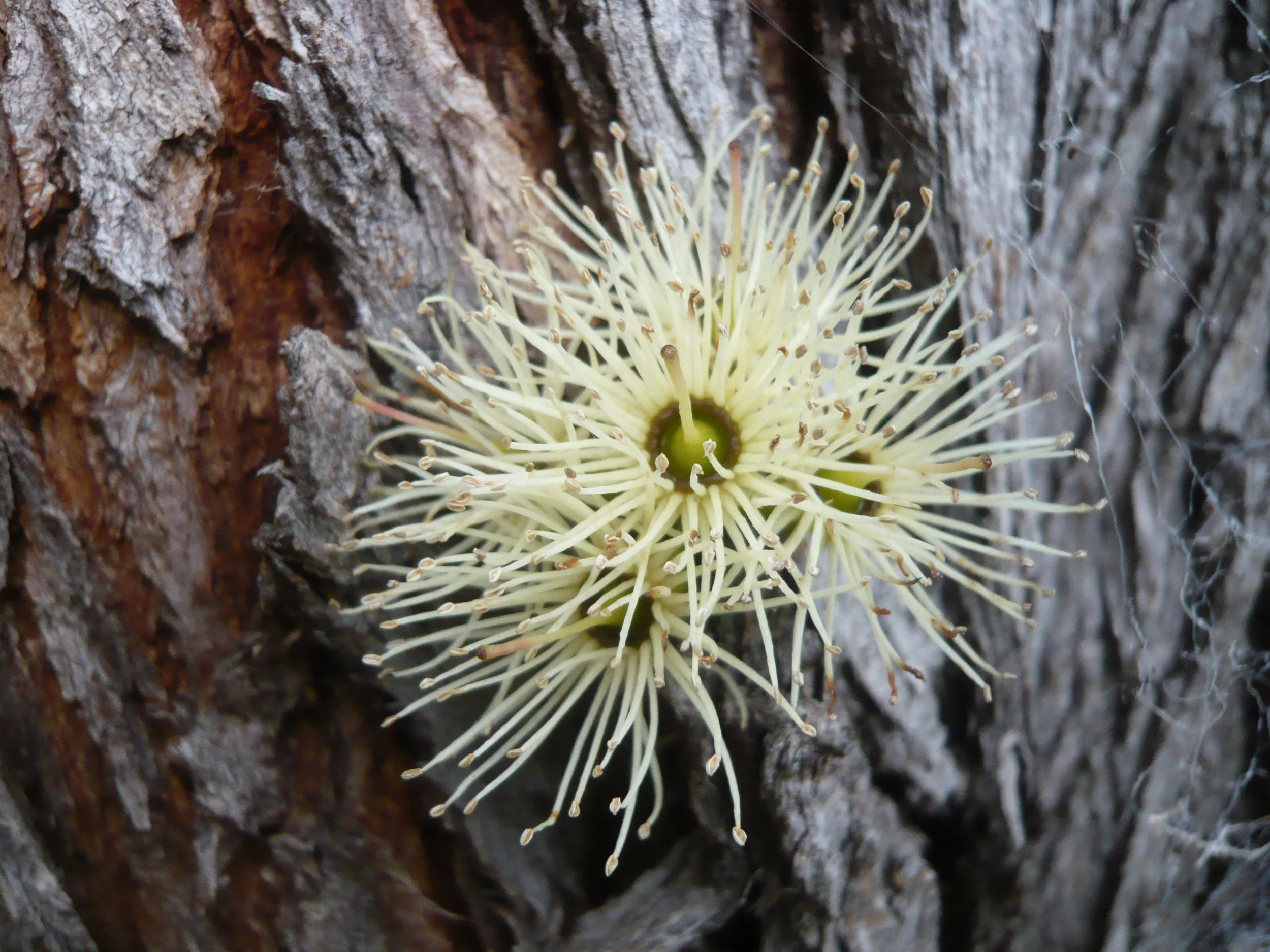 Eucalyptus Viminalis – Yellow  CLARITY/SPIRITUAL