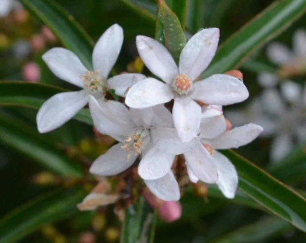 Philotecha   REMOVE SELF CRITICISM