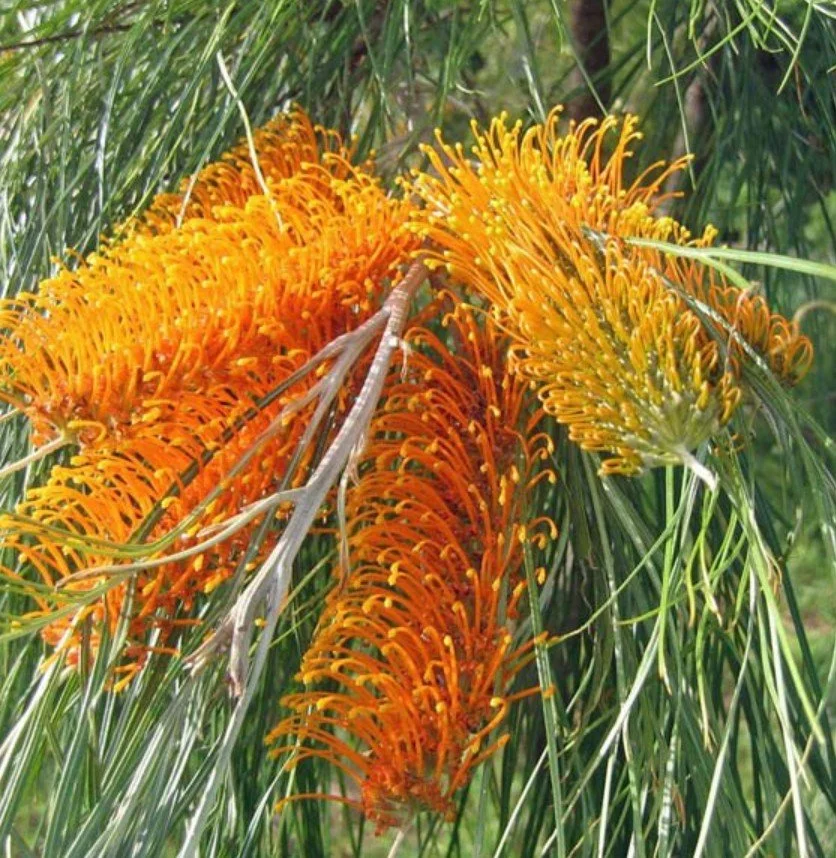 Golden Grevillia   PRIDE AND DIGNITY, CONFIDENCE