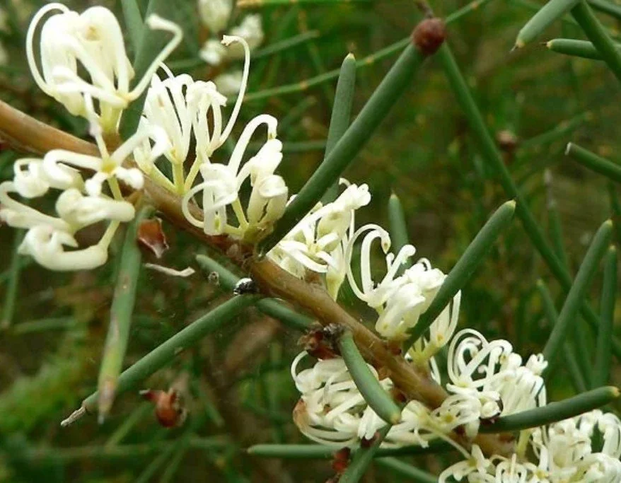 Rugosa Hakea   RESILIENCE, HEALING