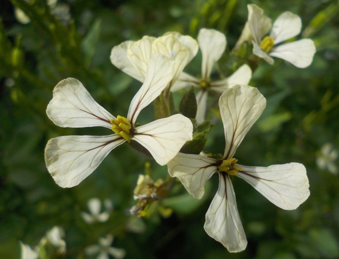 Rocket Flower   DISCIPLINE, FOCUS