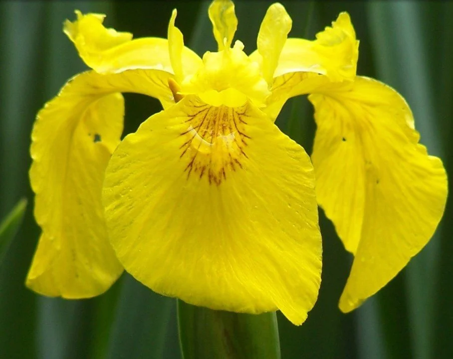 Iris (Yellow)  UNLOCK CREATIVITY, WRITERS AID, DEEP CONNECTION