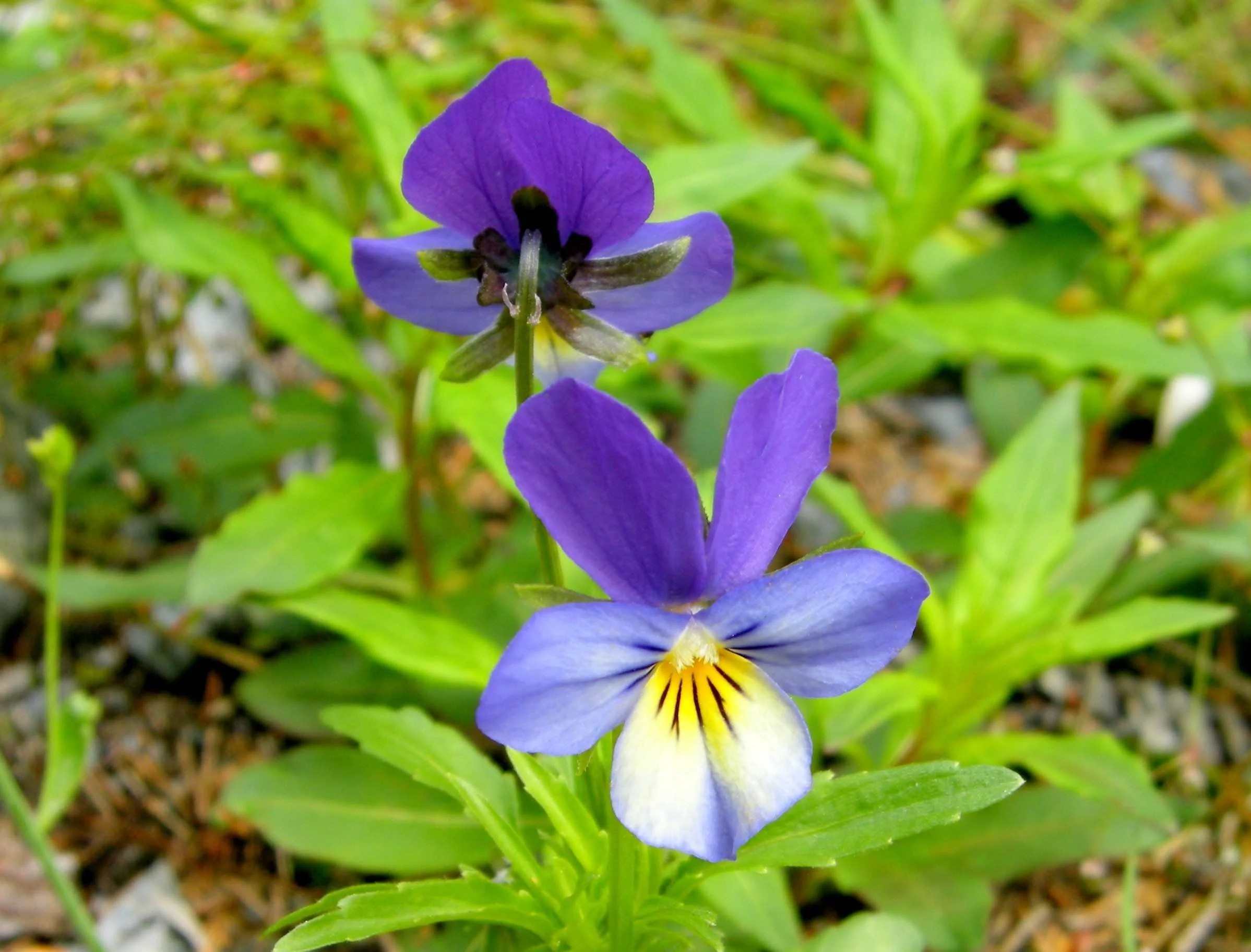 Heartsease   HEALING & RELATIONSHIPS