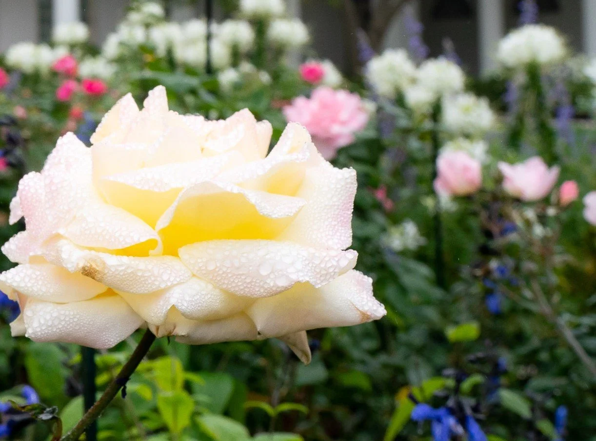 Roses for Nurturing Heart – Release and Heal