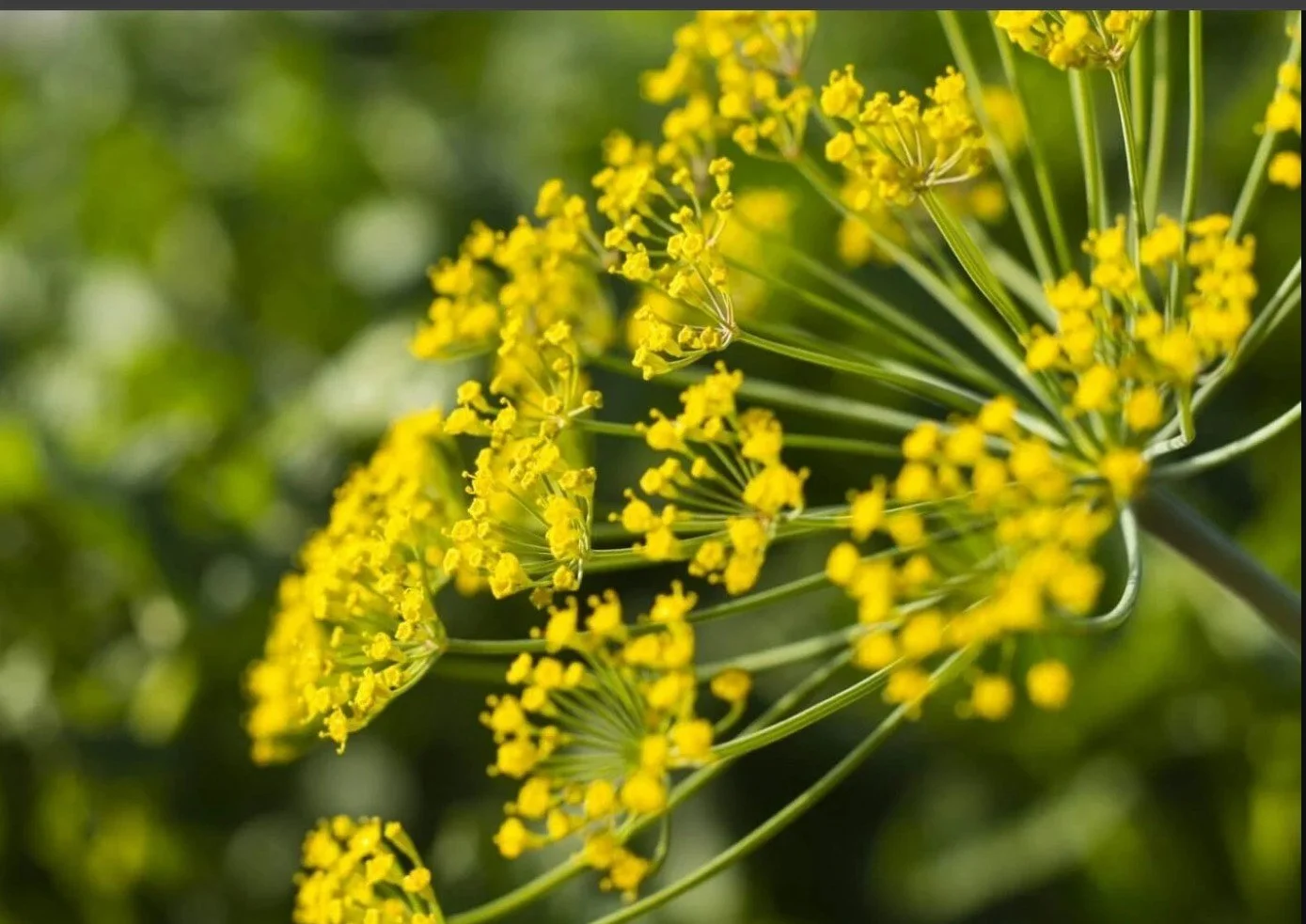 Dill   NOISE OVERSENSITIVITY