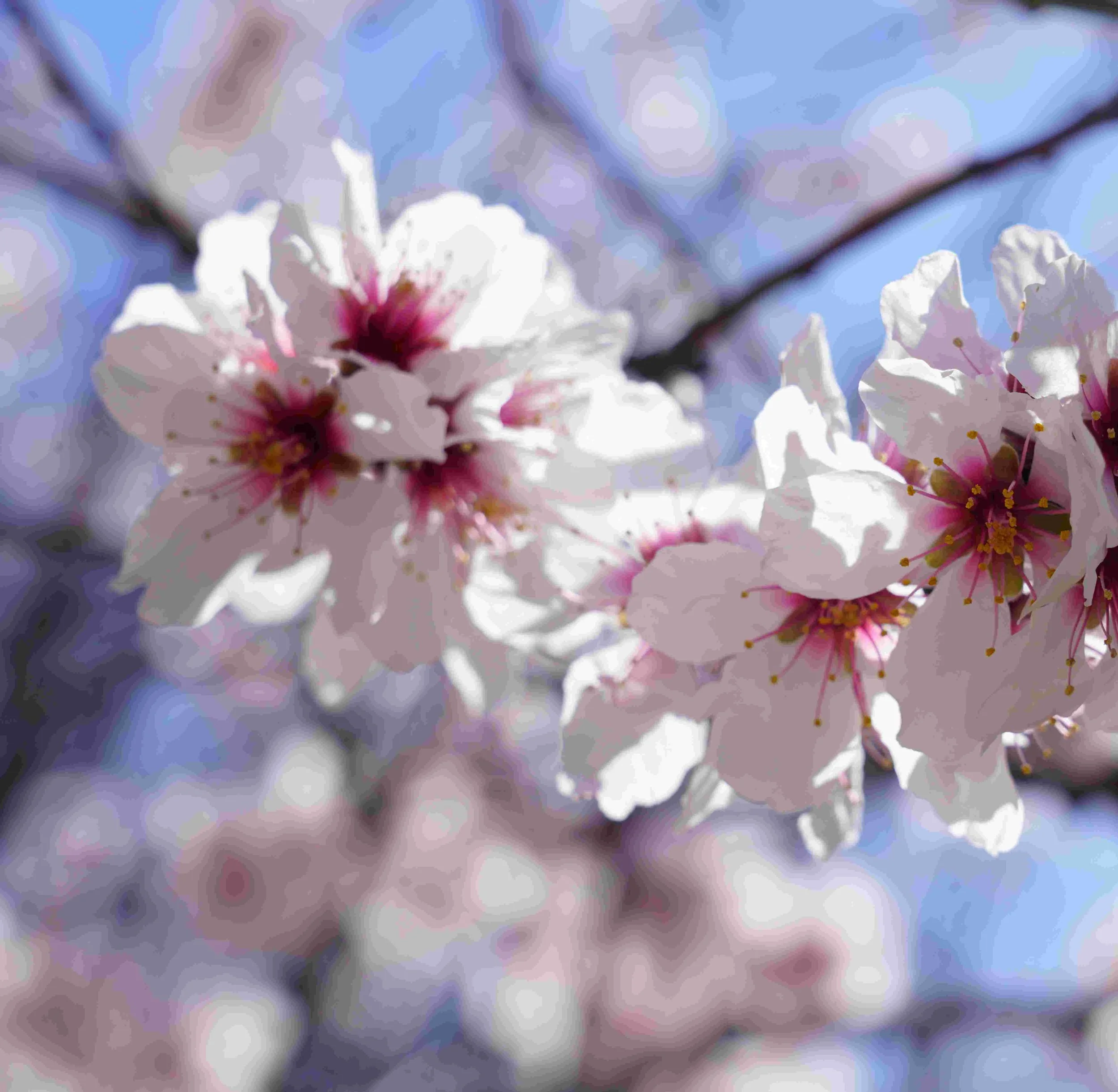 Cherry - Plum   GAINING CONTROL, REMOVE FEAR