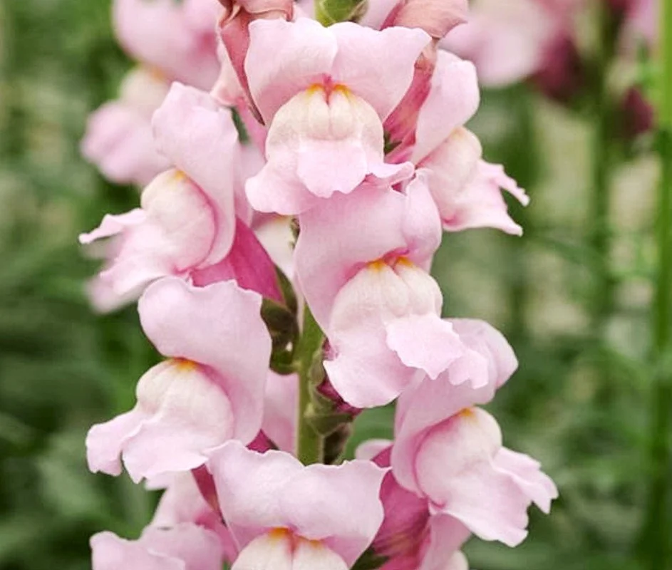 Snapdragon RELEASE ANGER, SOFTEN VOICE