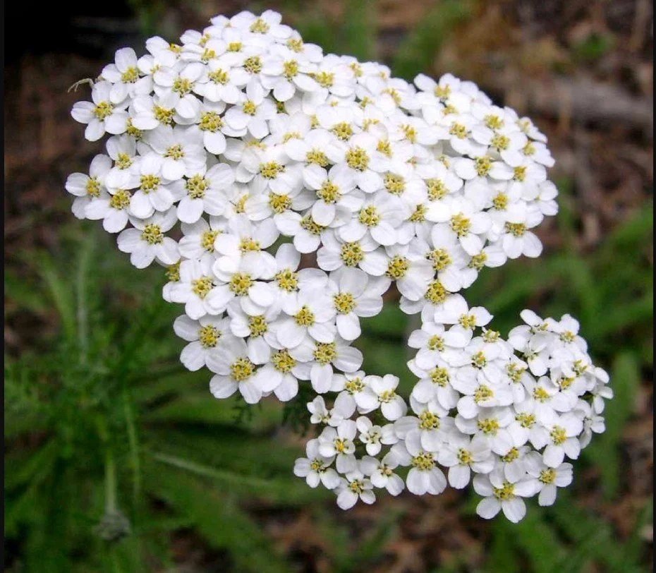 Yarrow (white)  BOUNDARIES, PROTECTION