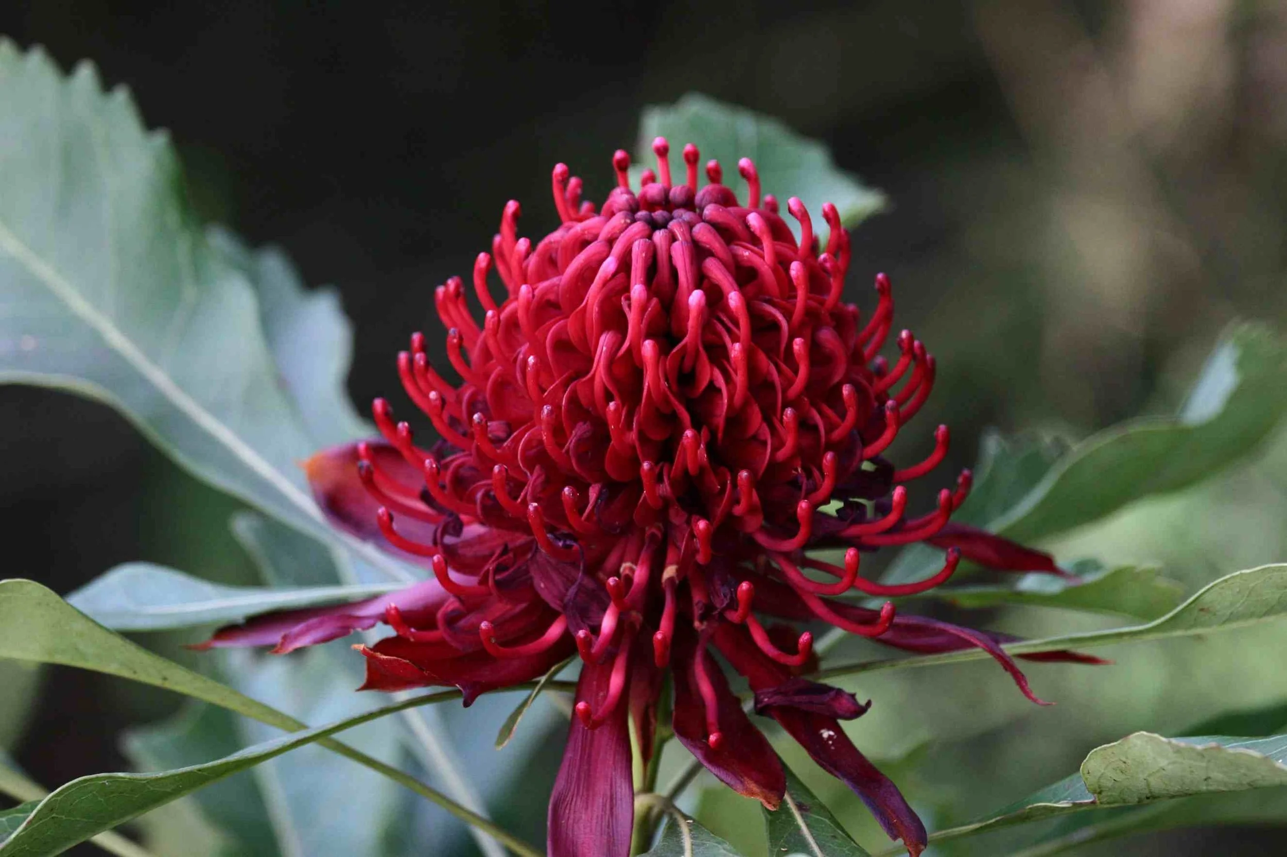 Waratah -COURAGE & EXPANSION