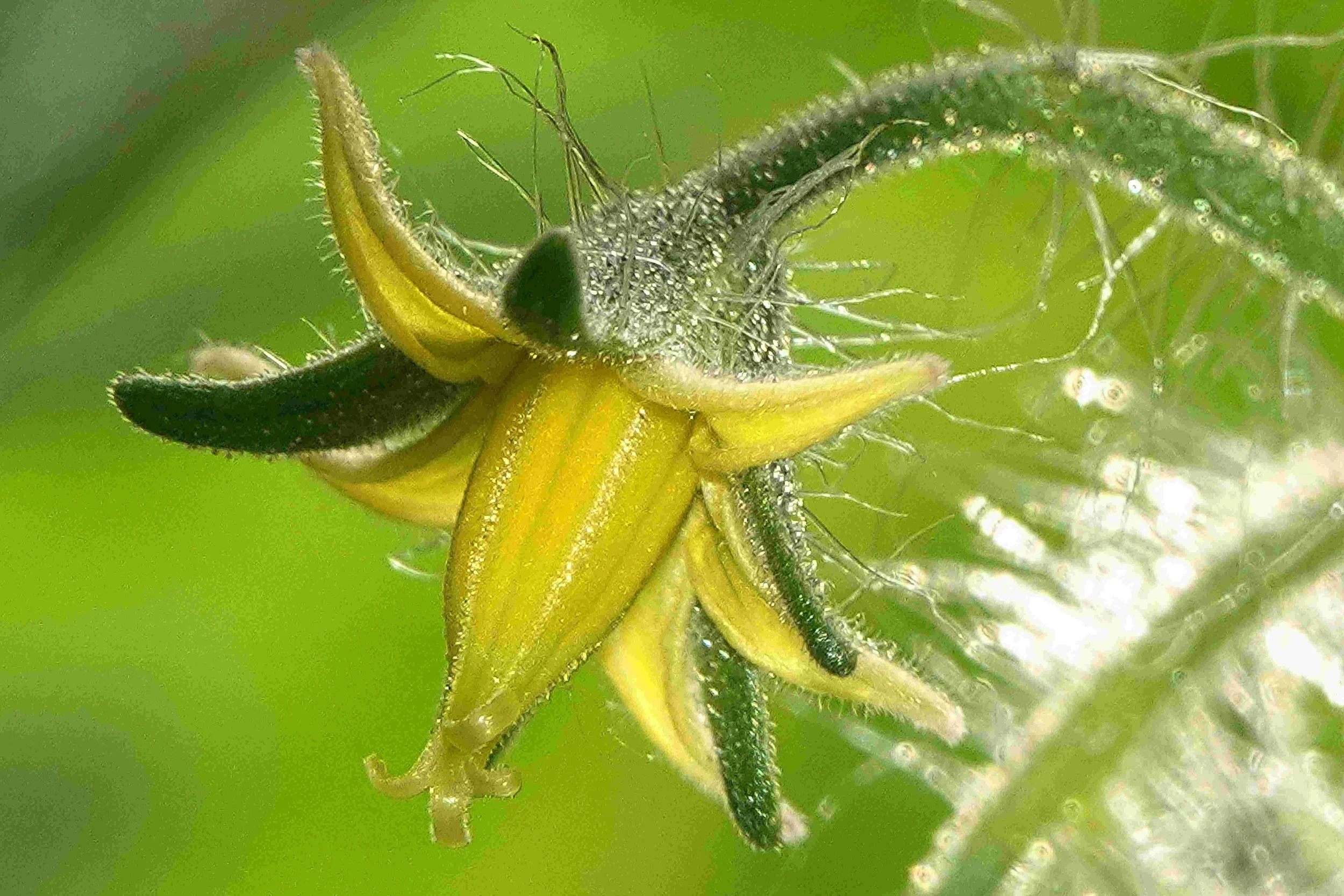 Tomato   NEW RESONANCE, VIBRATION