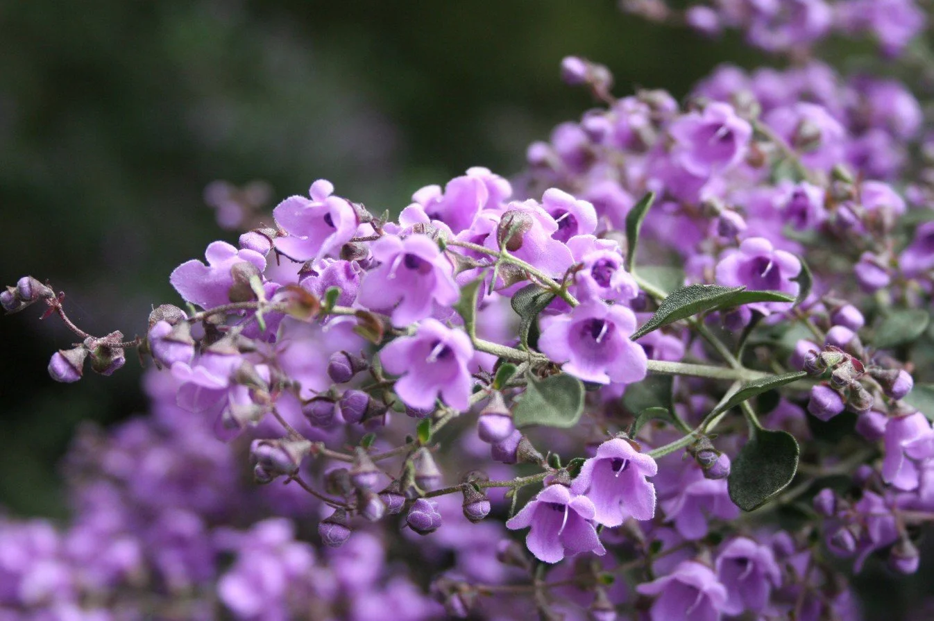 Mint Bush (Prostanthera)  OUT WITH THE OLD