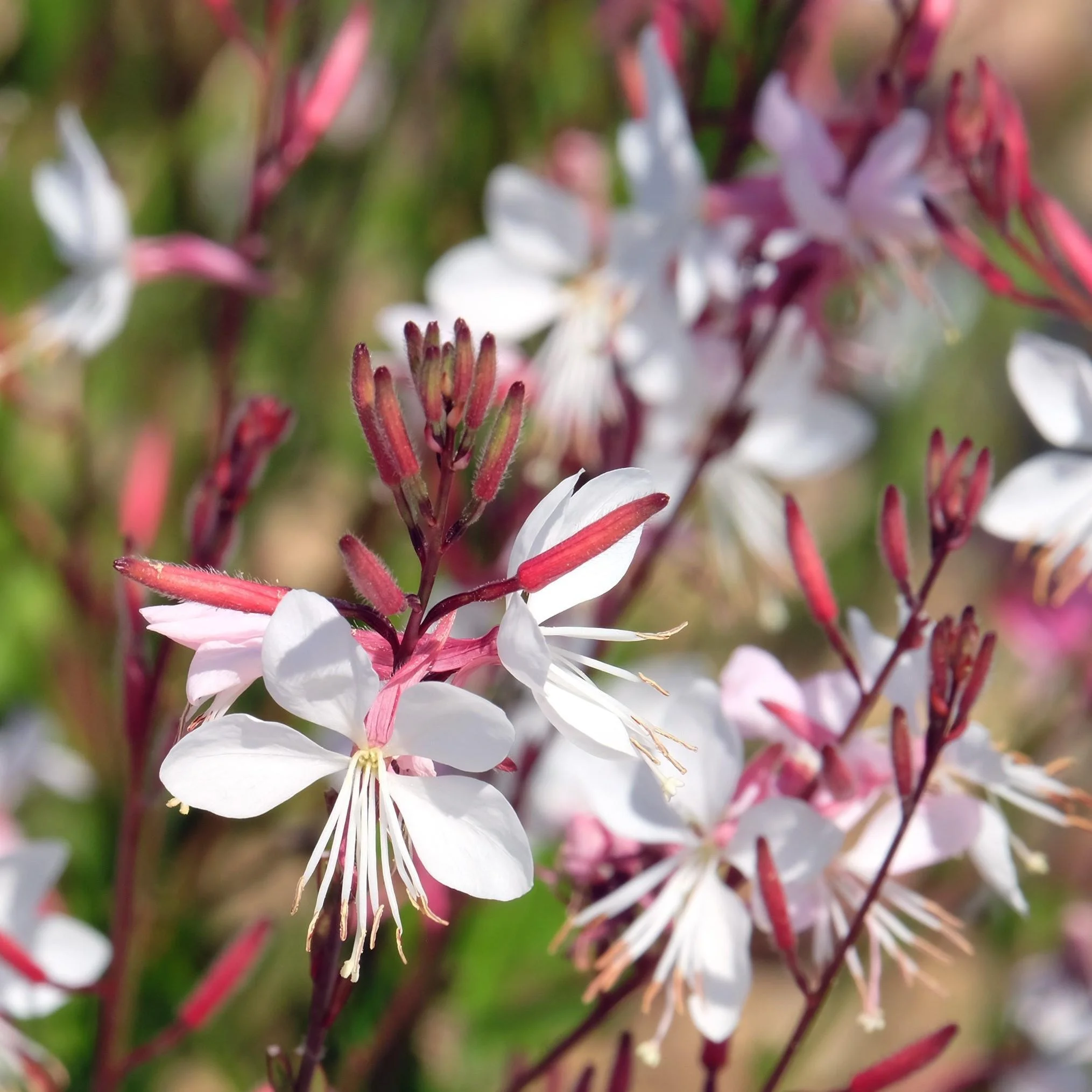 Gaura  LETTING GO, CREATE CHOICES