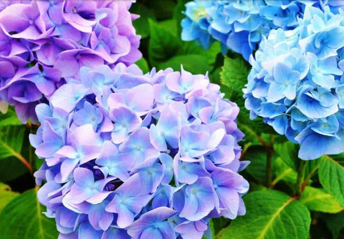 Hydrangea   CLEARING, HEALING, REFOCUSING