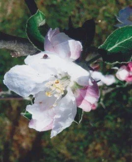 Apple Tree Flower   BALANCE
