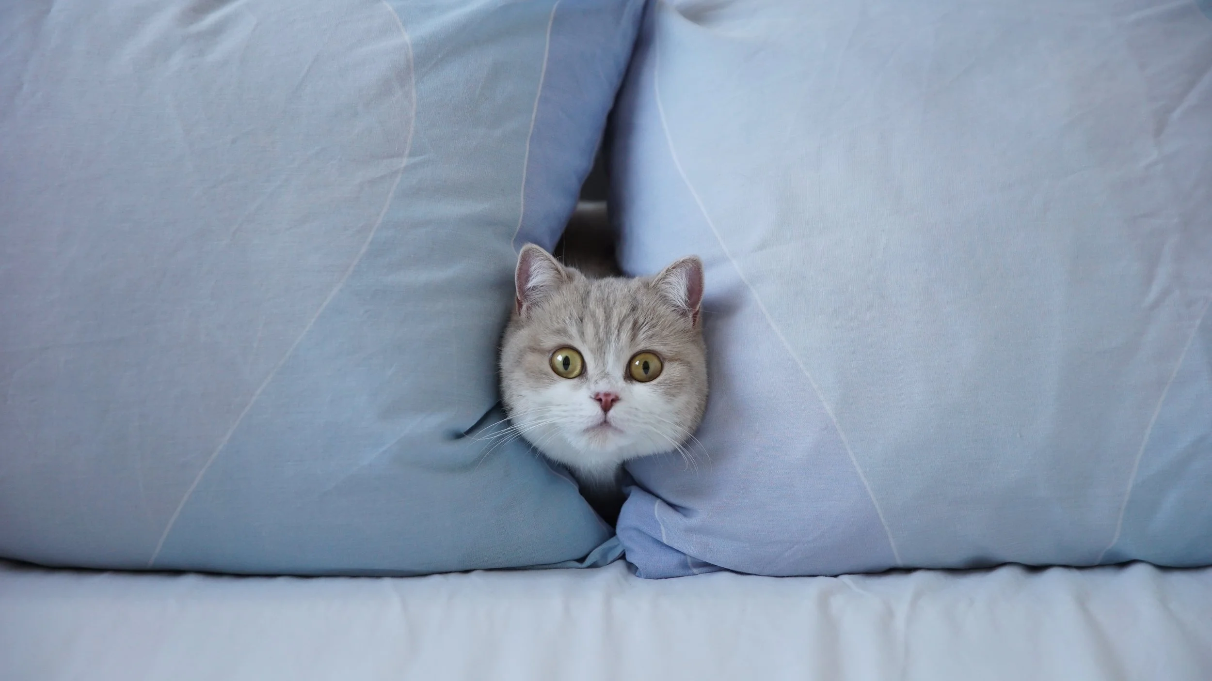 Photography; A feline study