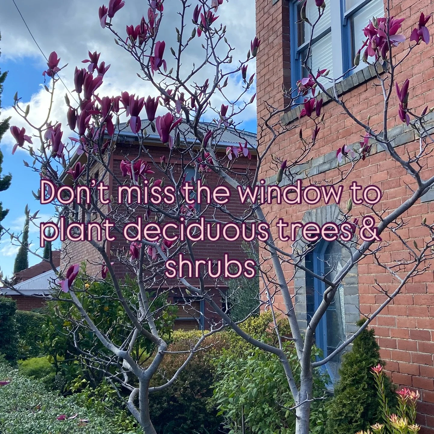 There’s a limited window each year to get your deciduous trees and shrubs planted.
Now is the time!
π± From beginning of June to end of July or maybe a couple of weeks in August at a pitch.
π±It’s important to plant when trees are fully