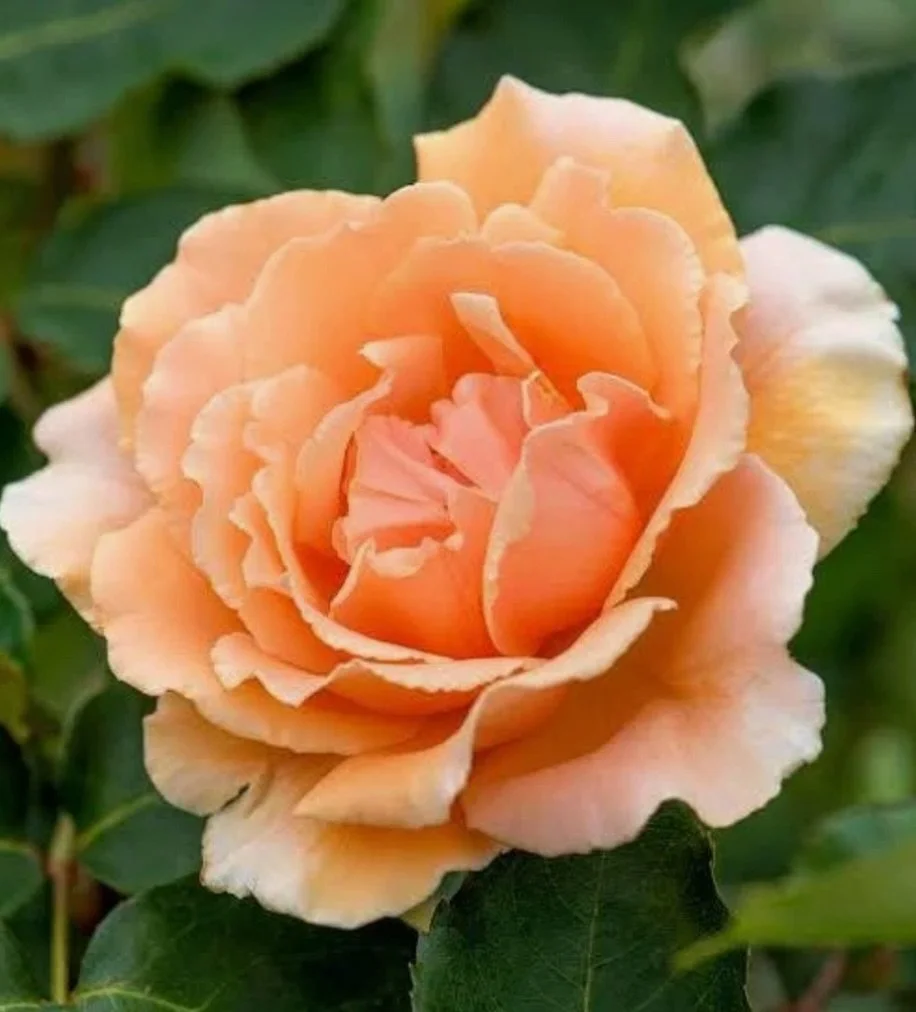 It’s time to get those roses in the ground!
I have a whole list of favourites and because I just love having flowers to pick, the list keeps going….
We’ve always had roses in our gardens, my mum always had roses (even in her gard