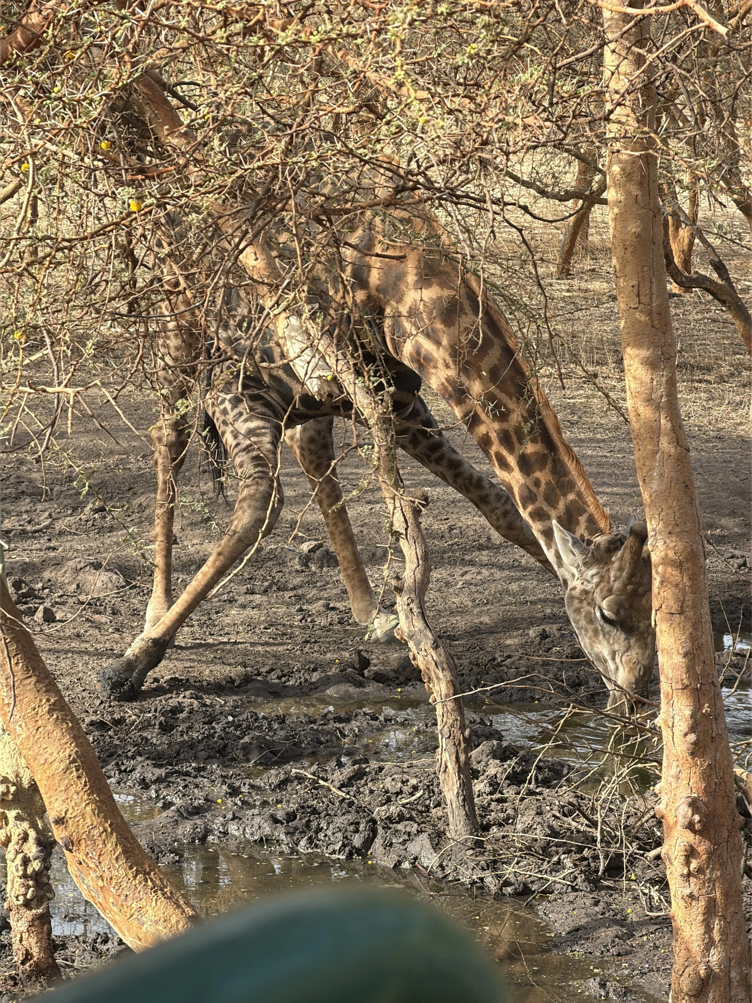 giraffe.jpg